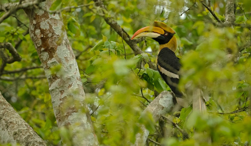 Kaziranga National Park