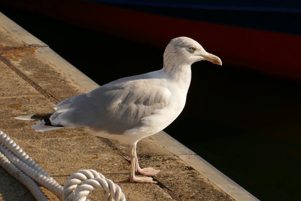 Wismar