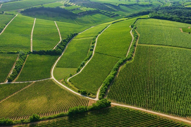 Villány Wine Tasting